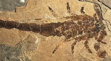 حل لغز عمره 150 عاماً.. العلماء يوقظون «T-Rex» عالم المفصليات وأكبر عقرب في تاريخ الأرض! – أخبار السعودية